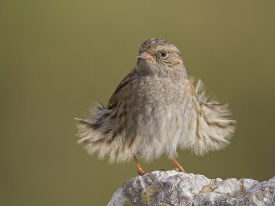 Dunnock    Llandudno