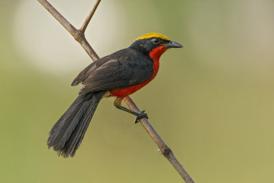 Gonolek,Yellow-crowned 