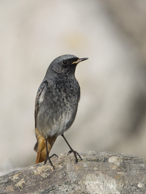 Black Redstart      Wales