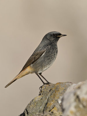 Black Redstart      Wales