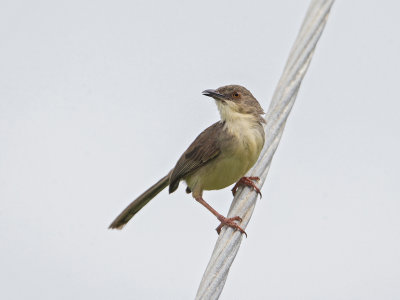 Jungle Prinia   Sri Lanka