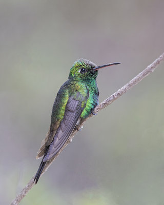 Emerald,Cuban