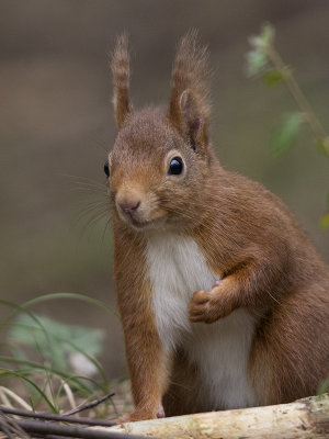 Squirrel, Red