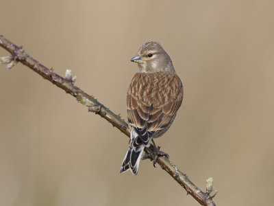 Linnet    Wirral