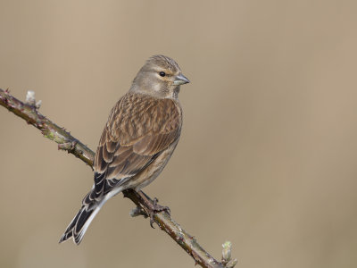 Linnet    Wirral