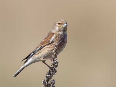 Linnet    Wirral