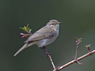 Chiff Chaff     Llandudno