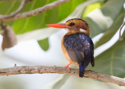 Kingfisher,African Pygmy