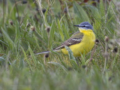 (Blue-headed) Yellow Wagtail     Wales