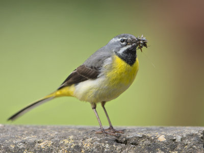 Grey Wagtail   North Wales