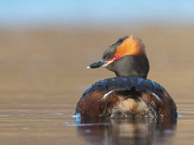 Slavonian Grebe     Iceland