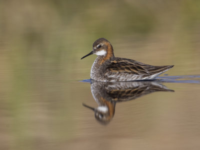 Red-necked Phalarope     Iceland