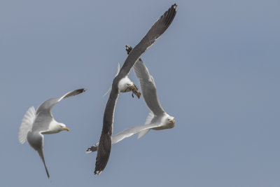 Lesser Black-backed Gull      Scotland