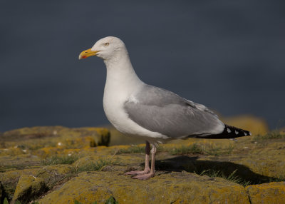 Gull,Herring