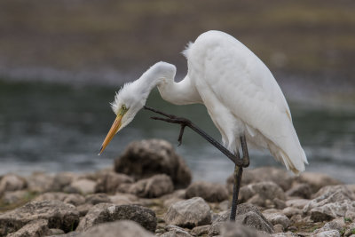 Egret,Great 