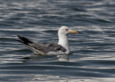 Yellow-legged Gull    Italy