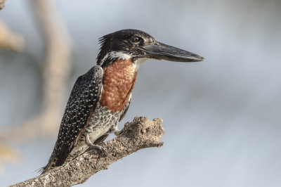 Kingfisher,Giant