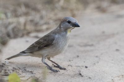 Grey-headed Sparrow   Gambia