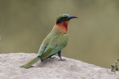 Bee-eater,Red-throated