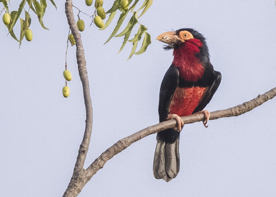 Barbet,Bearded