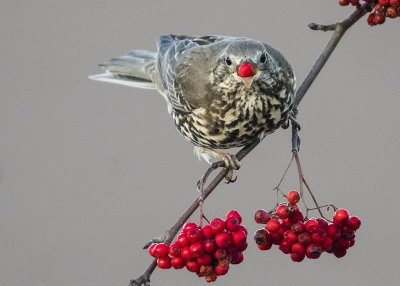 Mistle Thrush   Wales