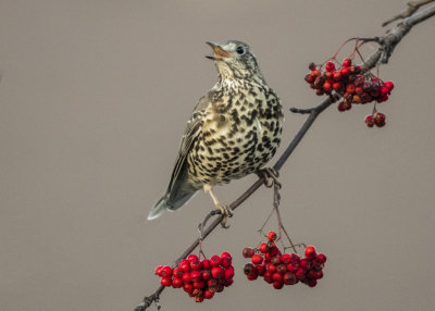 Mistle Thrush   Wales