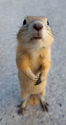 Gopher-Nuts.jpg