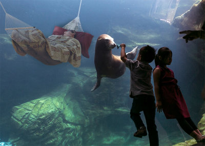 Hammock-Underwater.jpg