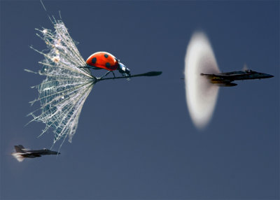 Supersonic-Ladybug.jpg