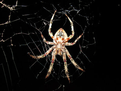 130918-Big-Spider.jpg