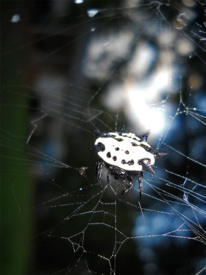 Spiny-Orb-Weaver.jpg