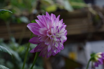 IMGP5623.JPG