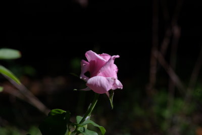 IMGP5686.JPG