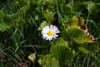 IMGP5492.JPG