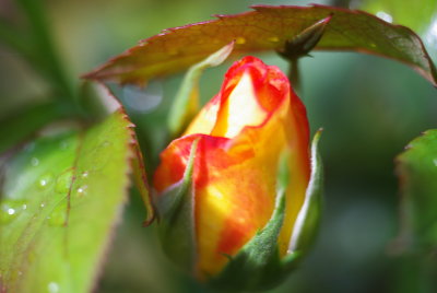 IMGP5548.JPG