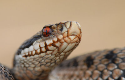 Vipera berus