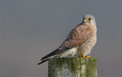 kestrel