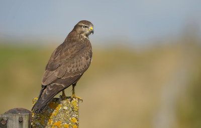 buzzard