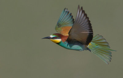 Bee eater