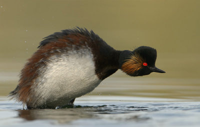 black necked grebe