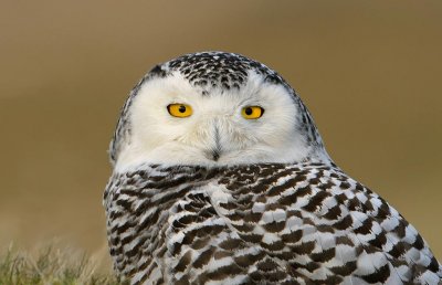 snow_owl