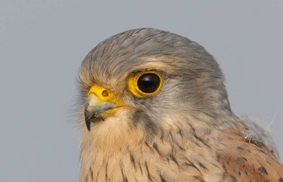 g9/09/1173209/3/160216857.ZG6W5FR2.jpg