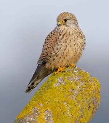 kestrel