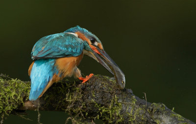 kingfisher