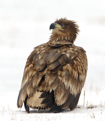 Sea eagle