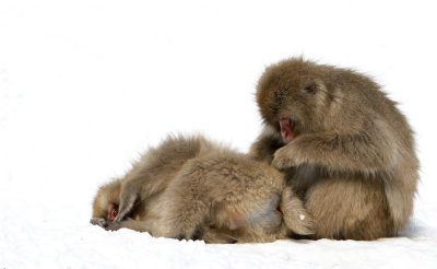 snowmonkeys