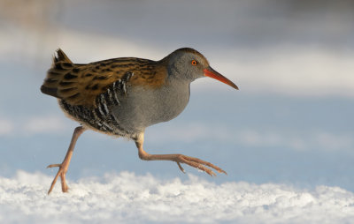 water_rail