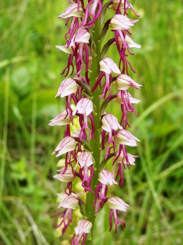 Orch. anthropophora x Orch. simia (Orchis xbergonii)