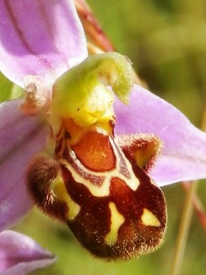 Wild orchids