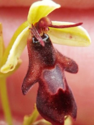 Ophrys insectifera